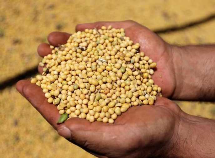 Soyabean Imports Decline Sharply by 61.15 Percent in First Ten Months of FY2026