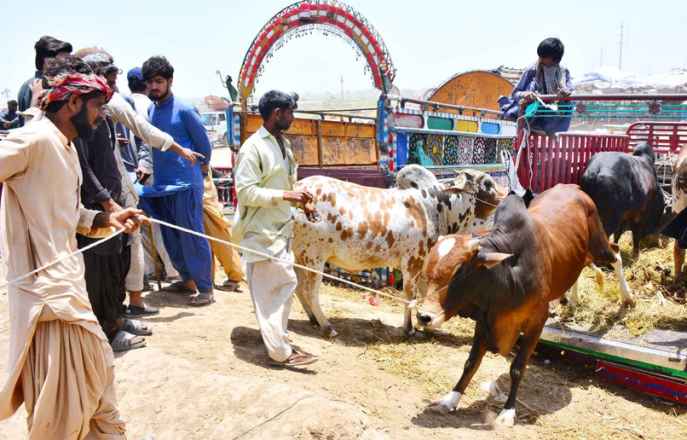 Crackdown Launched Against Illegal Cattle Sale Points