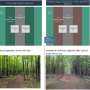 The secret to keeping ticks at bay this summer: Woodchips