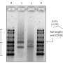 'Origami' Method Could Accelerate Neurodegenerative Disease Diagnosis