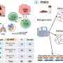 Gut Bacteria Linked to Improved Immunotherapy Success in Melanoma Patients