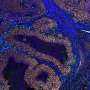 Scientists capture 'housekeeping' immune cells attacking live melanoma