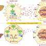 Molecular Pathways Behind Inflammation in Alcohol-Associated Liver Disease Uncovered