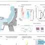 Spinal Stimulation Data Suggest High-Frequency Pulses May Miss Key Nerve Pathways