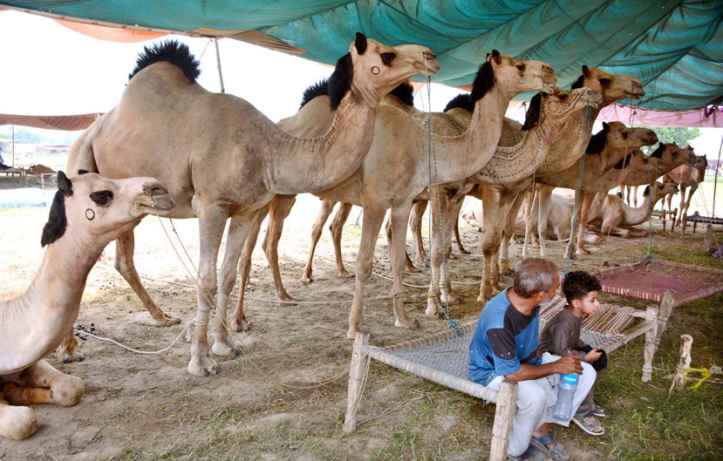 Cattle Markets Across Cities Witness Strong Economic Activity Ahead of Eid