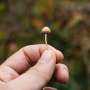A single dose of psilocybin eased depression symptoms for months, our study found