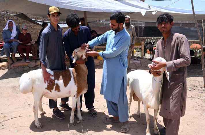 Vendor Inspects Teeth of Sacrificial Animals at Ring Road Cattle Market in Preparation for Eid Festival