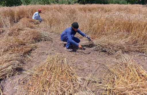 Wheat Harvesting Season Begins in Full Swing at Musazai Fields with Farmers Busy Cutting Crops