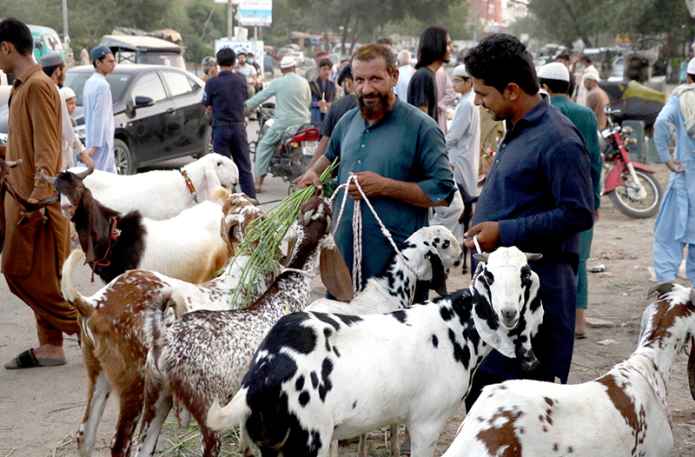 Vendor Displays Sacrificial Animals Ahead of Eid ul Azha