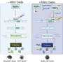 Nitric oxide rewires gene expression in the brain, offering new insight into Alzheimer's disease