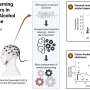 Study Reveals Brain Changes Linked to Alcohol Addiction Recovery