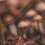Psilocybin Reduces Nerve Pain for Weeks and Enhances Gabapentin Effectiveness