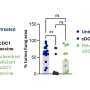 Mitochondria May Control Immune Cell Activation and Immunotherapy Effectiveness