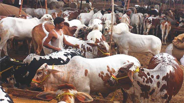 Cattle Markets Come Alive with Traditional Bargaining for Eidul Azha