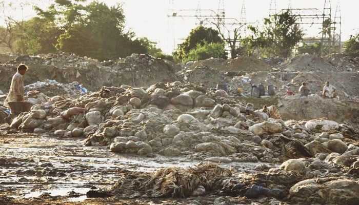 Punjab Announces Rs50,000 Fine for Illegal Offal Disposal During Eid