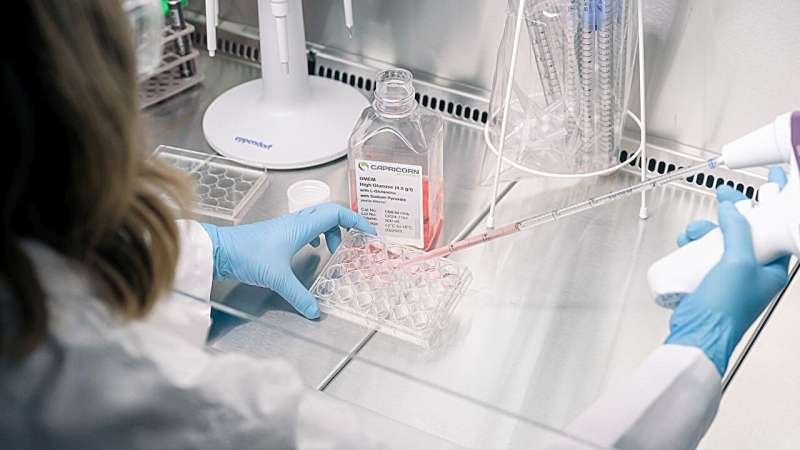 Common Epilepsy Drug Disrupts Early Brain Growth in Human Organoids After 30-Day Exposure