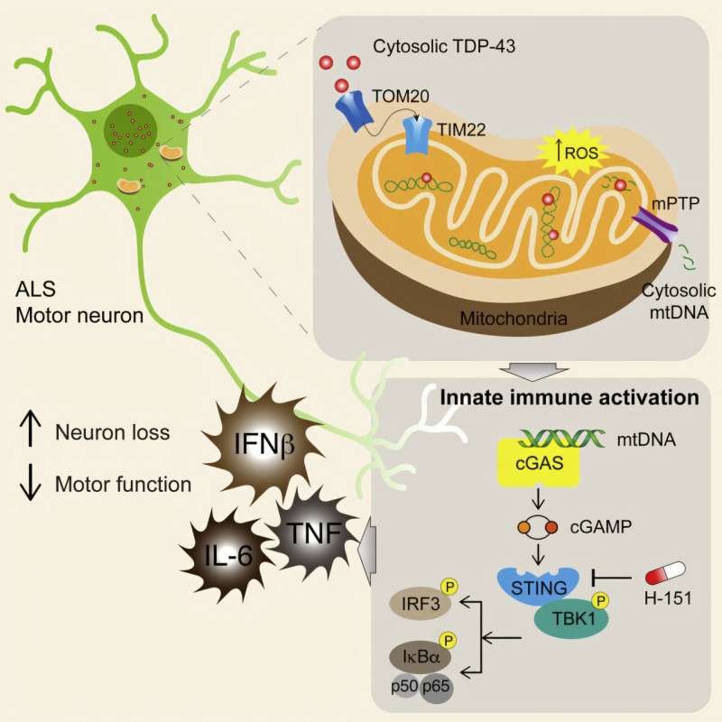 Why Does Motor Neuron Disease Often Take Long to Diagnose and Can It Be Treated?
