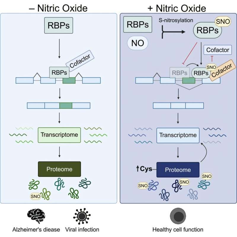 Nitric oxide rewires gene expression in the brain, offering new insight into Alzheimer's disease