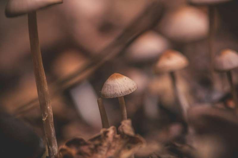 Psilocybin Reduces Nerve Pain for Weeks and Enhances Gabapentin Effectiveness
