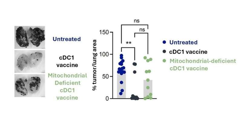 Mitochondria May Control Immune Cell Activation and Immunotherapy Effectiveness