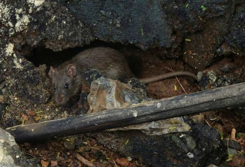 How does Andes hantavirus spread between people?