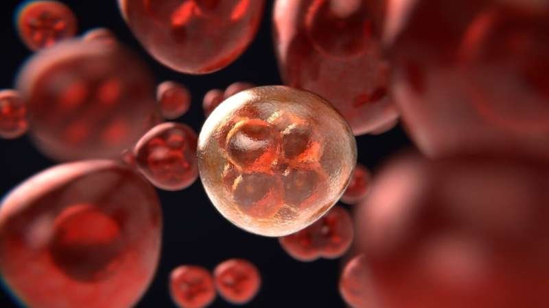 Discovery Shows How Cancer Takes Hold as Cells Divide