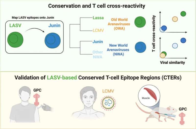 Scientists Discover Pan-Arenavirus Vaccine Approach
