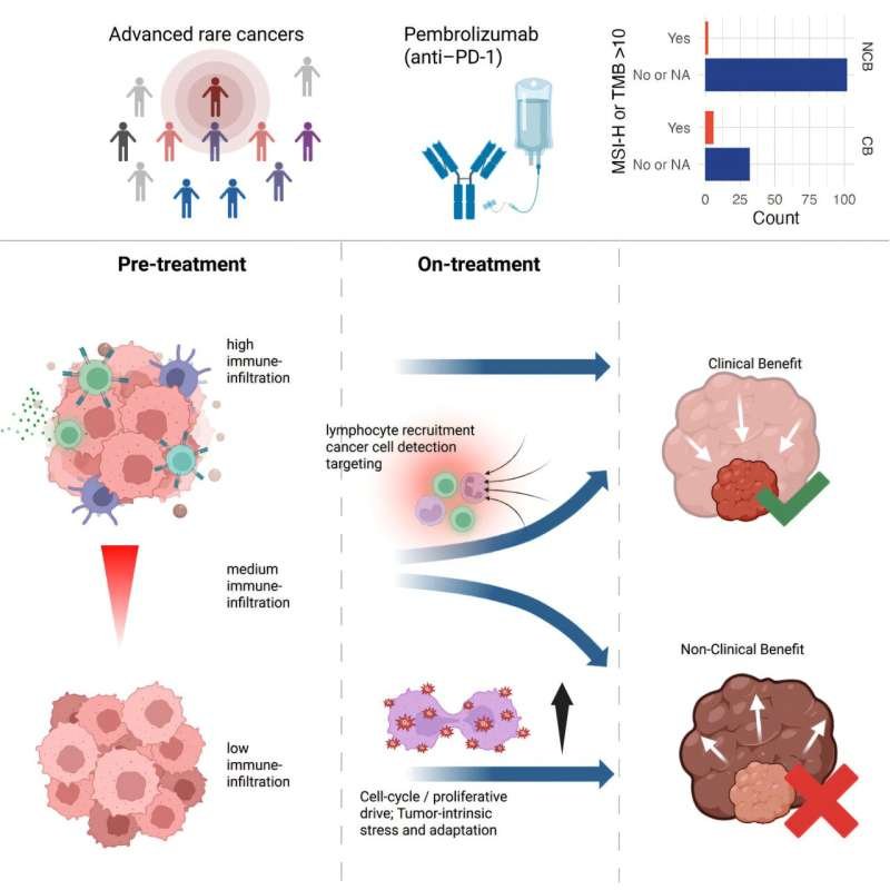 Tumor Microenvironment Features May Predict Immunotherapy Response in Rare Cancers
