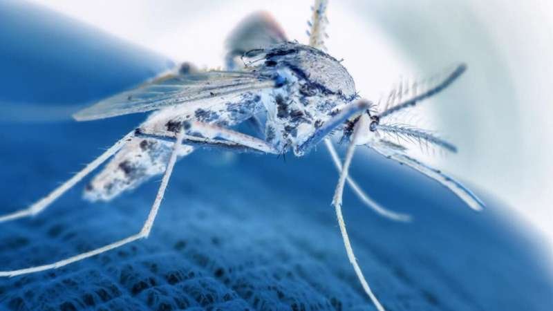 3,798 Dengue Cases Reported in U.S. in