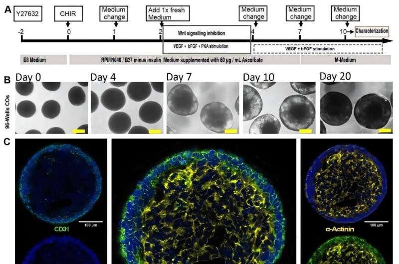 Cardiac Organoids Show Promise for Myocardial Repair After Infarction