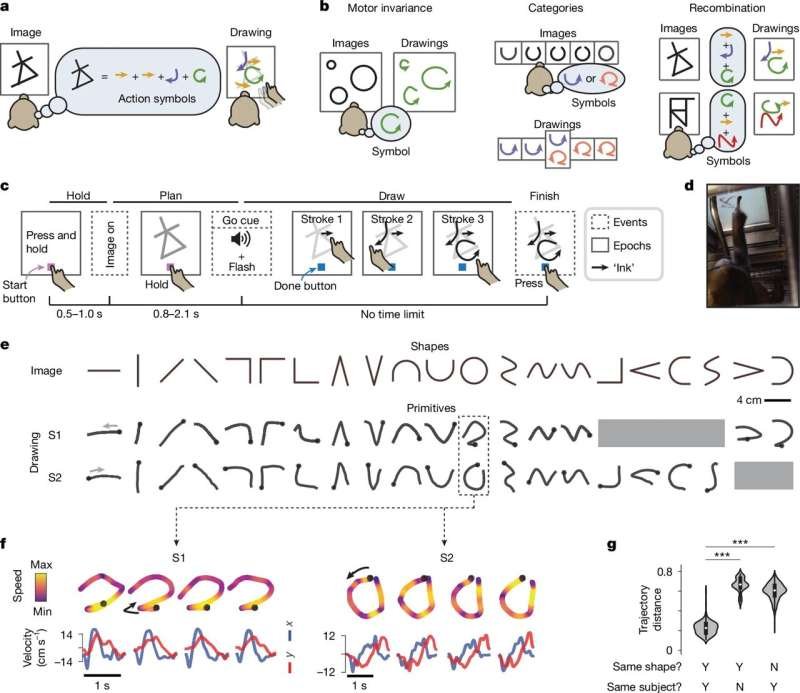 The neural basis of thought symbols identified for the first time
