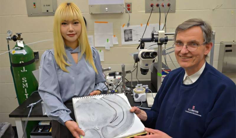 Study suggests novel way to protect aging brains after surgery