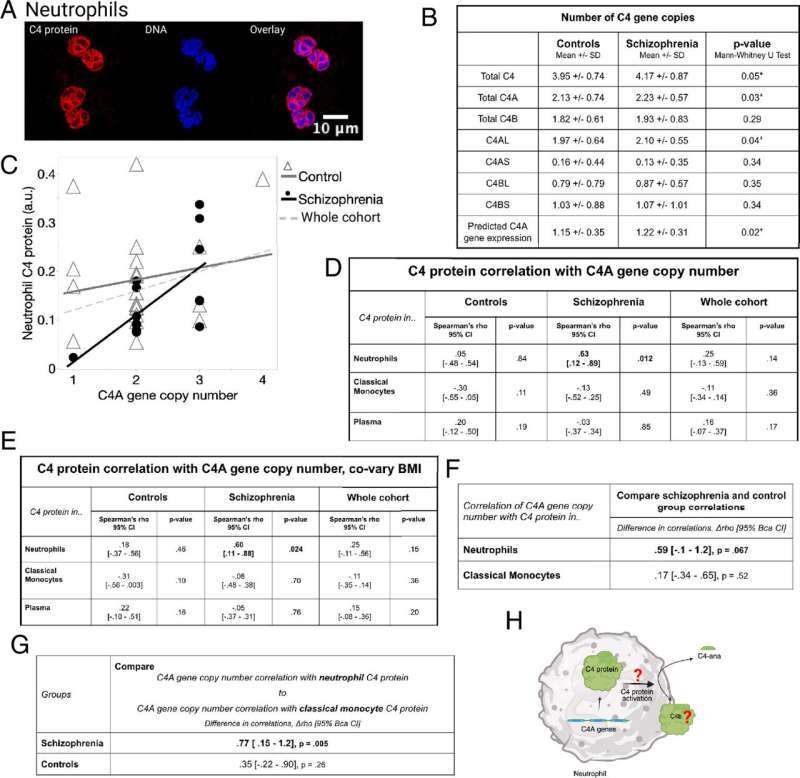 Neutrophils Manufacture Schizophrenia-Linked Protein, Study Reveals
