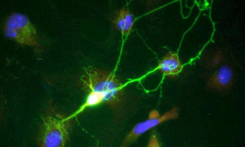 Brain's Chemical Brake Hides a Second Power, Shaping Mental Disorder Treatments