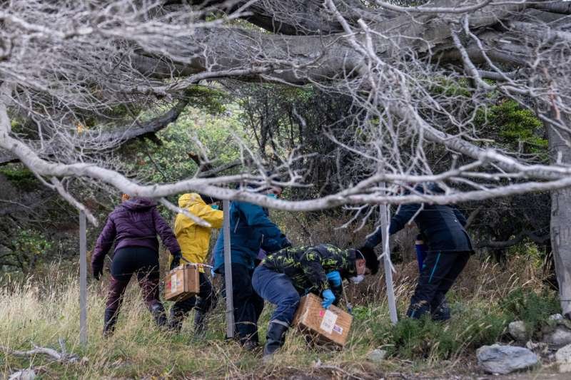 Argentines Hunting for Hantavirus Source Trap Rats in Ushuaia