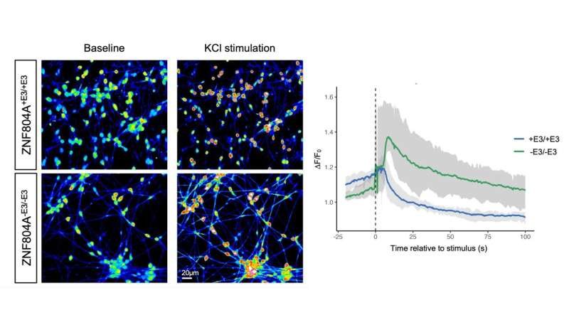 How schizophrenia risk may begin: Gene changes reshape signaling in developing neurons