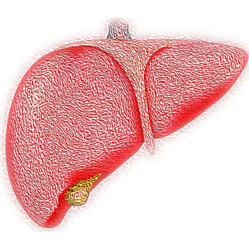 Study Illuminates Link Between Fatty Liver Disease and Cardiovascular Events