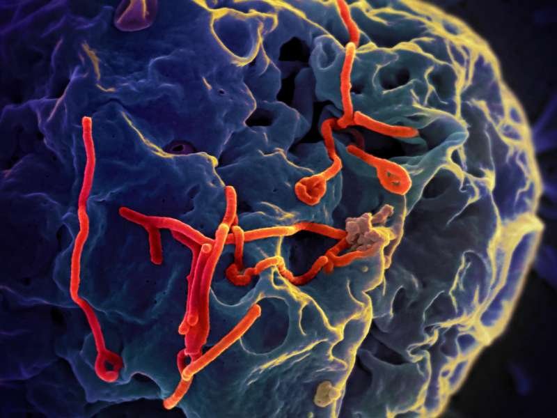 Ebola, Hantavirus Show World’s Risk Preparedness Lagging: Pandemic Expert