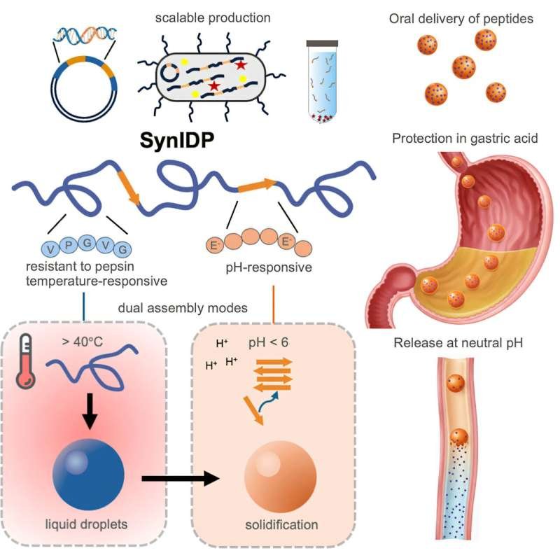 Oral GLP-1s without fasting or reduced efficacy: Delivery approach protects peptide-based drugs from stomach acid