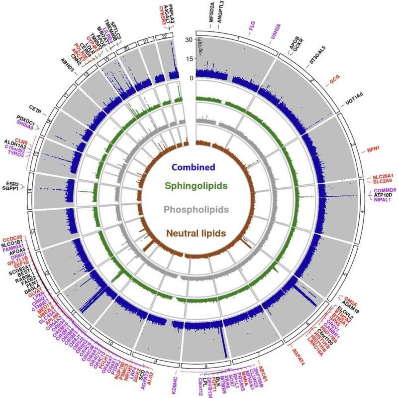 Researchers Map Genetics of Blood Lipids with Unprecedented Precision