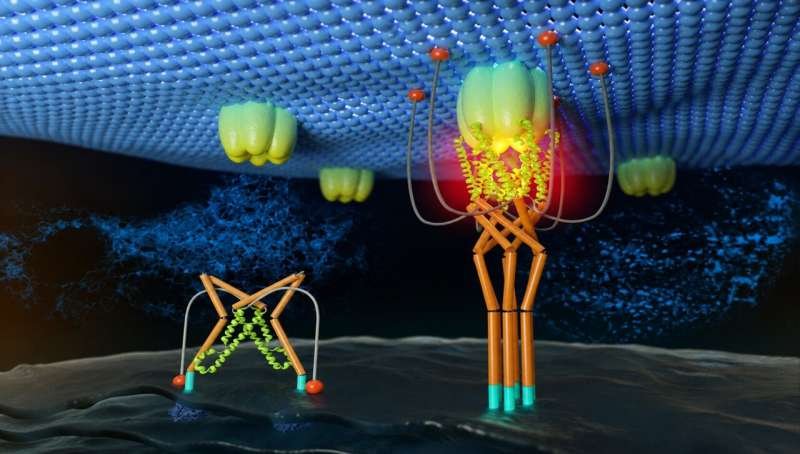 Newly designed peptides suggest safer immunotherapies are within reach