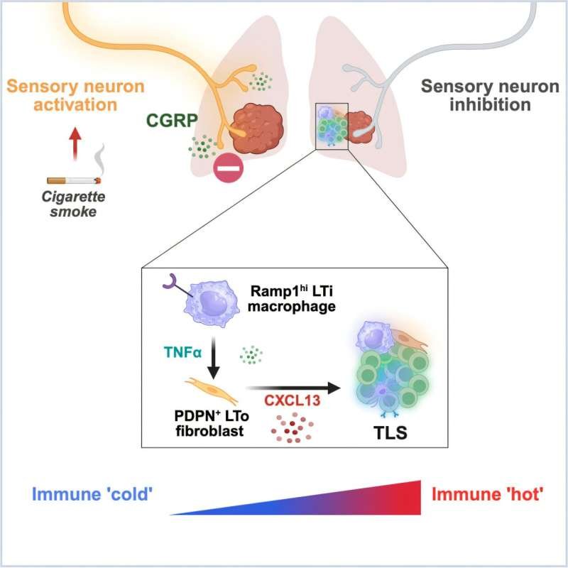 Nervous System Aids Lung Cancer Evasion of Immune Response, Study Finds