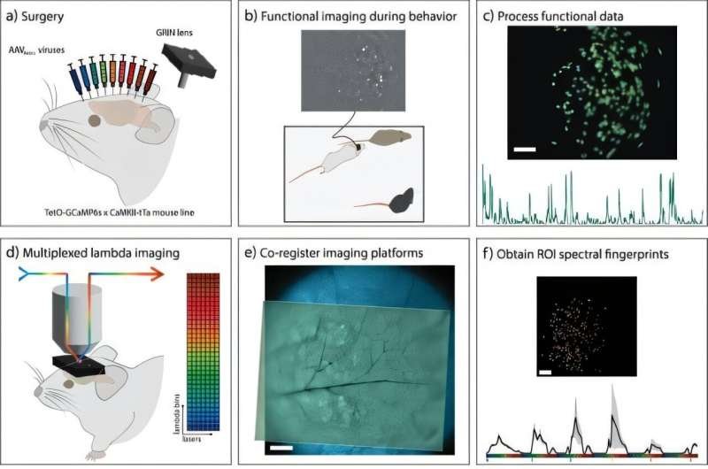 A new imaging approach captures brain activity across nine cell types at once