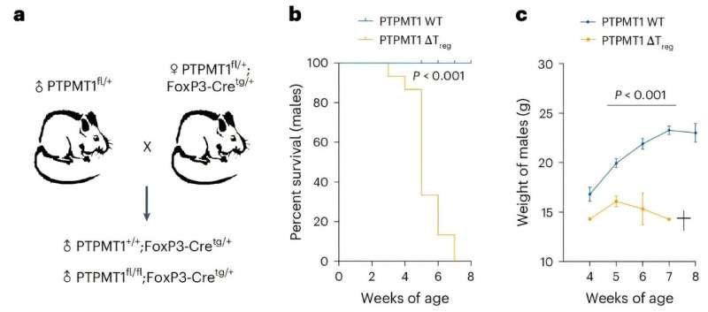 Links discovered between mitochondrial lipid deficiency and inflammation of the gut