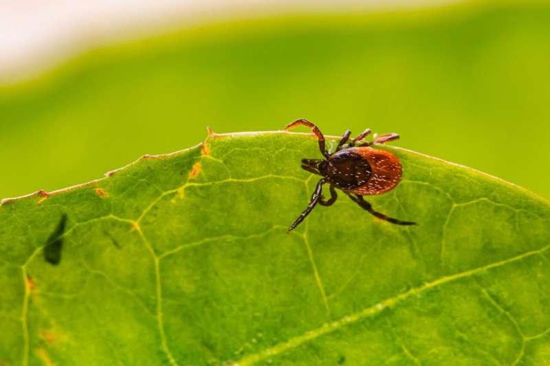 Ticks Are Spreading Like Wildfire—More Carrying Lyme Disease