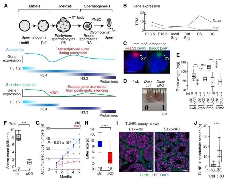 A DNA-organizing Protein Offers Insights into Male Infertility and IVF