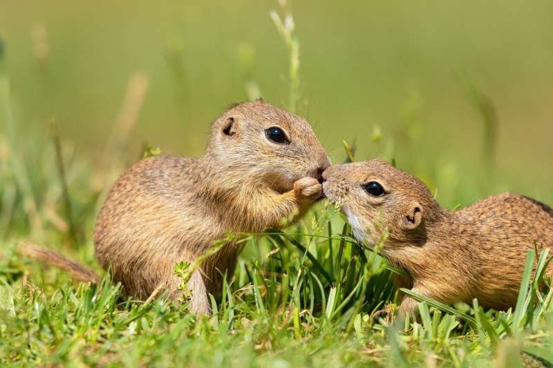 How hibernation influences a visual brain area in squirrels