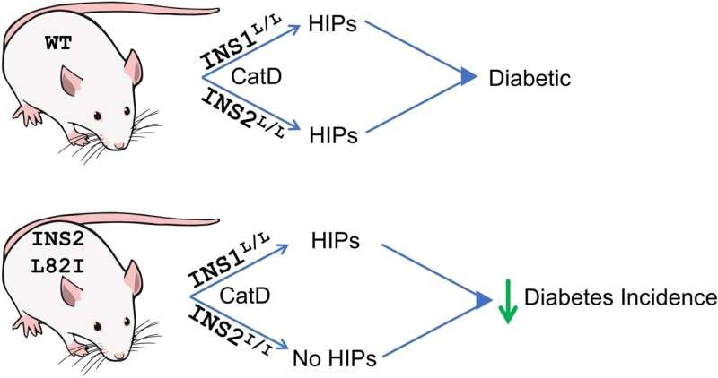 Researchers discover new clues to delaying type 1 diabetes