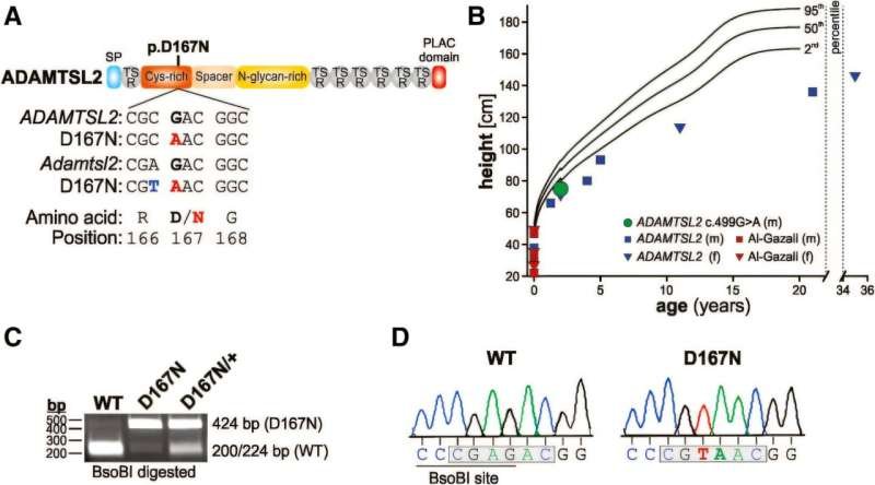 New Mouse Model Replicates Severe Geleophysic Dysplasia with Early Death and Valve Defects
