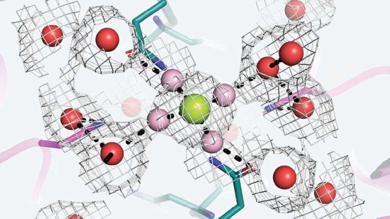 Inside the brain's memory gate: 50,000 cryo-EM 'movies' reveal a hidden ion filter with high stakes for brain developmen
